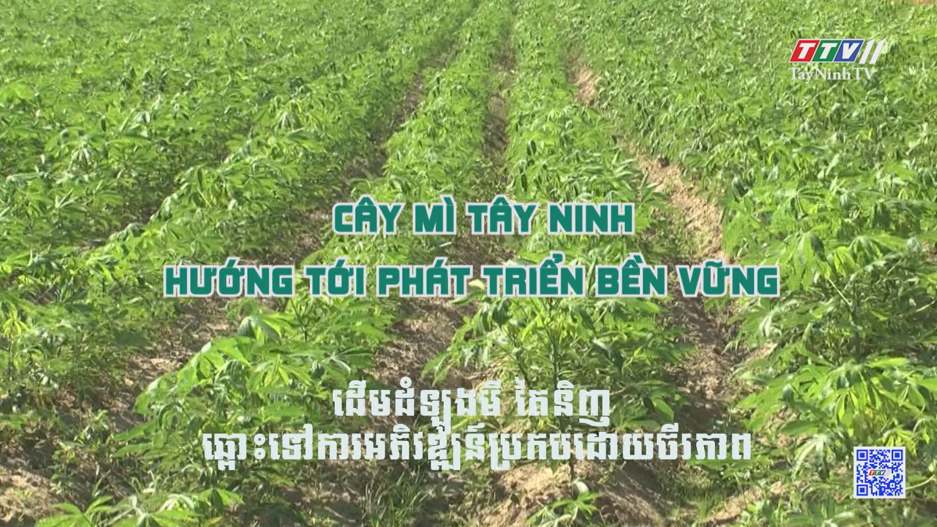 Cây mì Tây Ninh hướng tới phát triển bền vững  NÔNG NGHIỆP TÂY NINH |  TayNinhTV